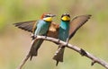 Bee-eater, Merops apiaster. One of the most colorful birds Royalty Free Stock Photo