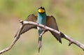 Bee-eater, Merops apiaster. One of the most colorful birds Royalty Free Stock Photo