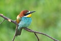 Bee eater perched on branch Merops apiaster Royalty Free Stock Photo