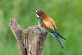Bee eater perched on tree stump Merops apiaster Royalty Free Stock Photo