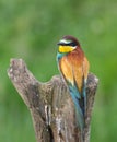 Bee eater perched on tree stump Merops apiaster Royalty Free Stock Photo