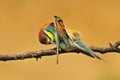 Bee eater Royalty Free Stock Photo