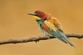 Bee eater Royalty Free Stock Photo