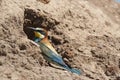 Bee-eater Royalty Free Stock Photo