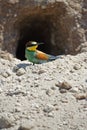 Bee-eater Royalty Free Stock Photo