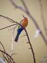 Bee-eater silhouette Royalty Free Stock Photo
