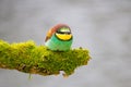 Bee-eater resting on a pole, having a break, watching and observing. Royalty Free Stock Photo