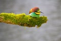 Bee-eater resting on a pole, having a break, watching and observing. Royalty Free Stock Photo