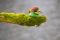 Bee-eater resting on a pole, having a break, watching and observing. Royalty Free Stock Photo