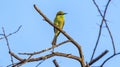A bee-eater is sitting in a barnch Royalty Free Stock Photo