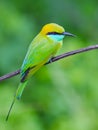 Bee-eater sitting on a branch Royalty Free Stock Photo