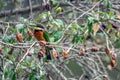 Bee eater sitting on a branch with rotten fruits in Kenya, Africa. Royalty Free Stock Photo