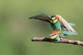 Bee-eater sitting on top of another one over the tree branch Royalty Free Stock Photo