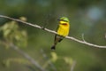 Bee eater south Africa