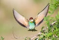 Bee-eater with spread wings Royalty Free Stock Photo