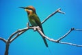 Bee Eater