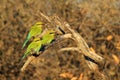 Bee-eater, Swallow tailed - African Wild Bird Background - Colorful Trio of Friends