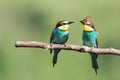 Bee-eater trying to eat an insect next to another one on the tree branch Royalty Free Stock Photo