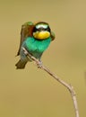 Bee eater is ver angry Royalty Free Stock Photo