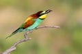 Bee eaters catching bee Royalty Free Stock Photo