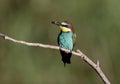 Bee eaters catching bee Royalty Free Stock Photo
