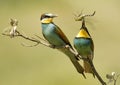 Bee eaters eating a dragonfly