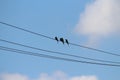 Bee eaters in group on a power line perches in the evening time. One has a butterfly in the mouth. View was spotted near temple