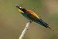 Bee-eaters, Merops apiaster, sits on a branch