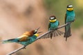 Bee-eaters, Merops apiaster, sits on a branch