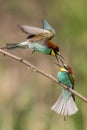 Bee-eaters, Merops apiaster, sits on a branch