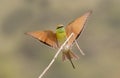 The bee-eater Royalty Free Stock Photo