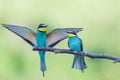 Bee-eaters with multicolored feathers sitting on the tree branch Royalty Free Stock Photo