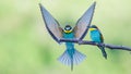 Bee-eaters with multicolored feathers sitting on the tree branch Royalty Free Stock Photo