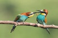 Bee-eaters with multicolored feathers sitting on the tree branch Royalty Free Stock Photo