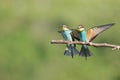 Bee-eaters with multicolored feathers sitting on the tree branch Royalty Free Stock Photo