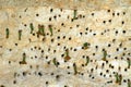 Bee-eaters nesting in a cliff Royalty Free Stock Photo