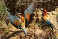 Bee eaters