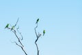 Bee-eaters or non-passerine birds sitting high on leafless tree Royalty Free Stock Photo