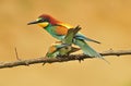 Bee eaters Royalty Free Stock Photo
