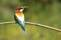 The bee-eaters