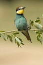 The bee-eaters