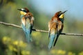 The bee-eaters