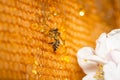 The bee is eating honey sitting on honeycomb frame near white blooming apple flower. The golden cells are filled with