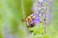 Bee eating honey from blue flower Royalty Free Stock Photo