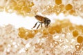 Bee eating honey with its tongue. View through pieces of honeycomb Royalty Free Stock Photo