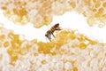 Bee eating honey with its tongue. View through pieces of honeycomb Royalty Free Stock Photo