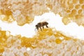 Bee eating honey with its tongue. View through pieces of honeycomb Royalty Free Stock Photo