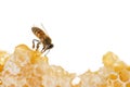 Bee eating honey with its tongue. View through pieces of honeycomb Royalty Free Stock Photo