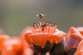 Bee eating honey on kapok flower