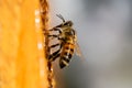 The bee is eating honey sitting on honeycomb frame in an apiary outdoors. The golden cells are filled with sweet organic